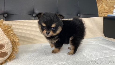 成約済の兵庫県のポメチワ:ポメラニアン×チワワ-314426の3枚目